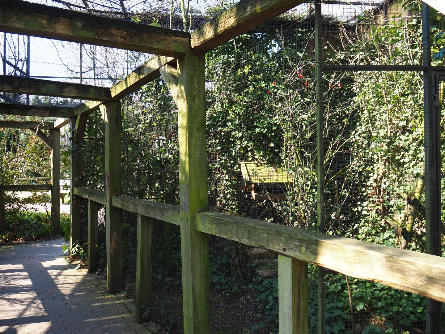 European greenfinch aviary, 2019-03-30