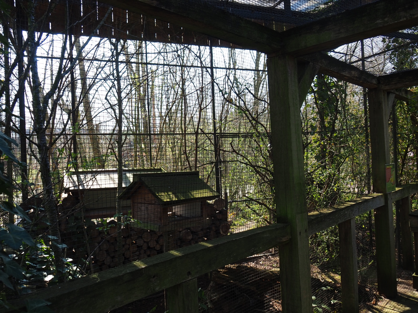 European greenfinch aviary, 2019-03-30