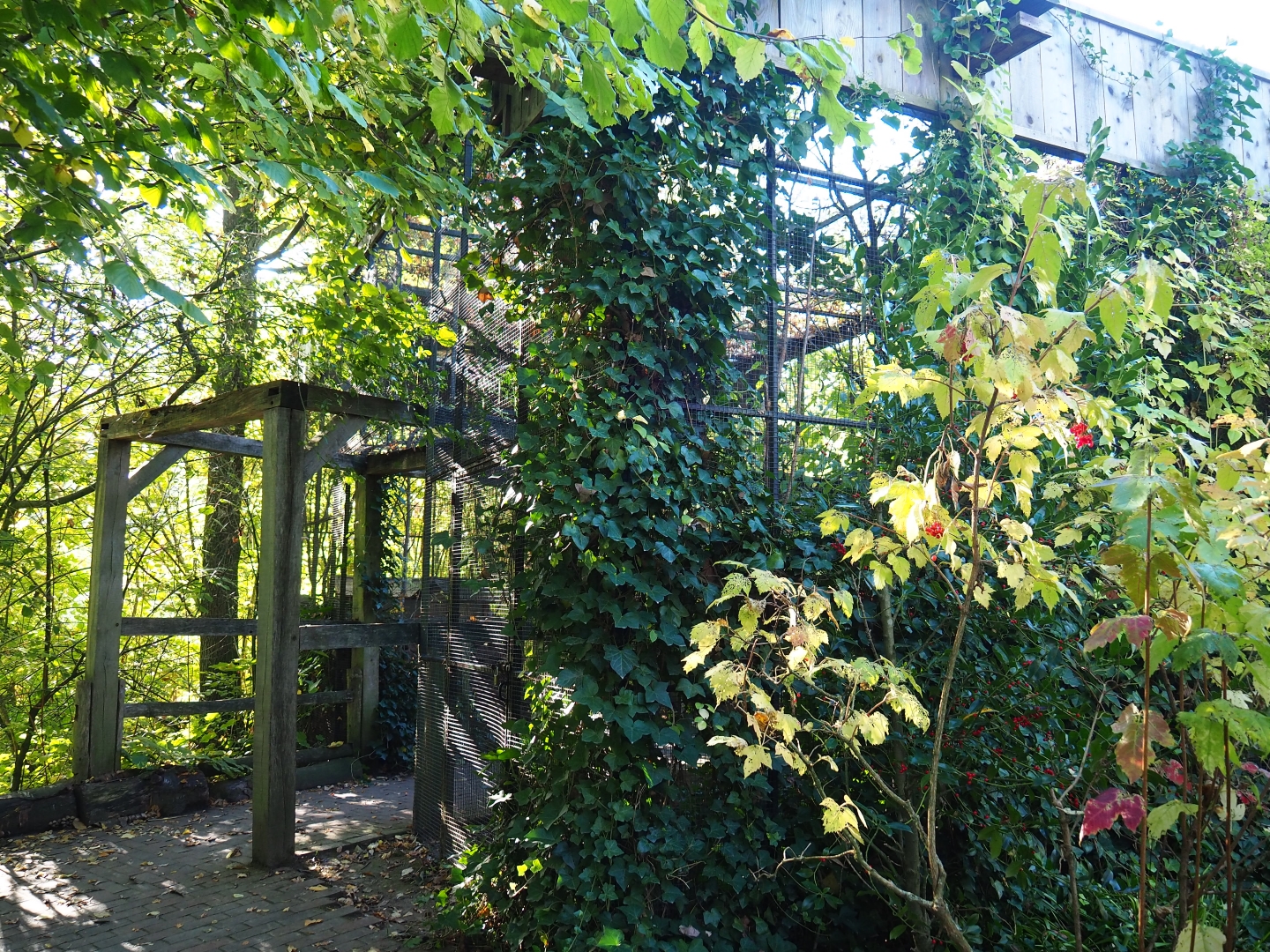 European greenfinch aviary (Oct 13th, 2018)