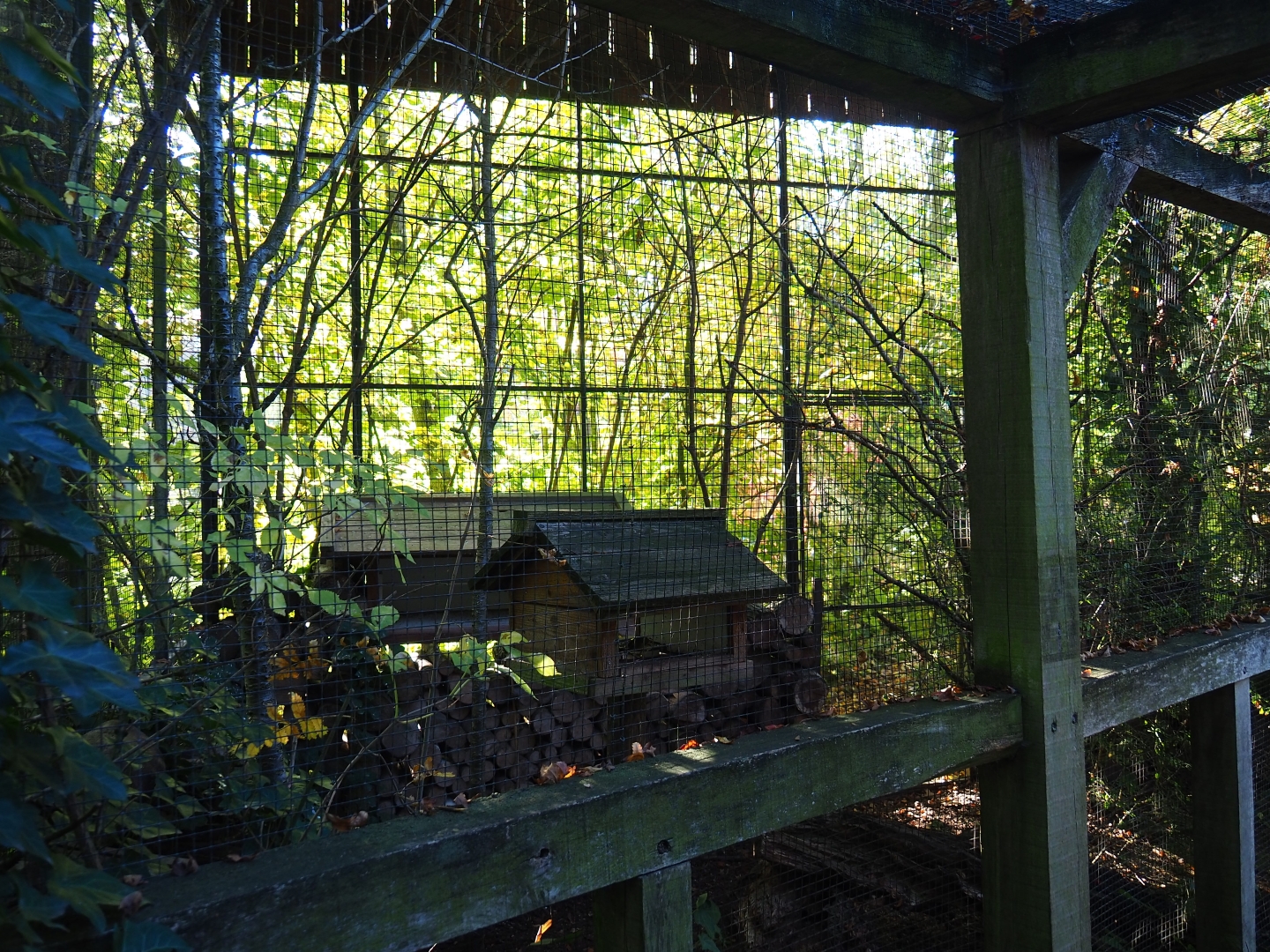 European greenfinch aviary (Oct 13th, 2018)