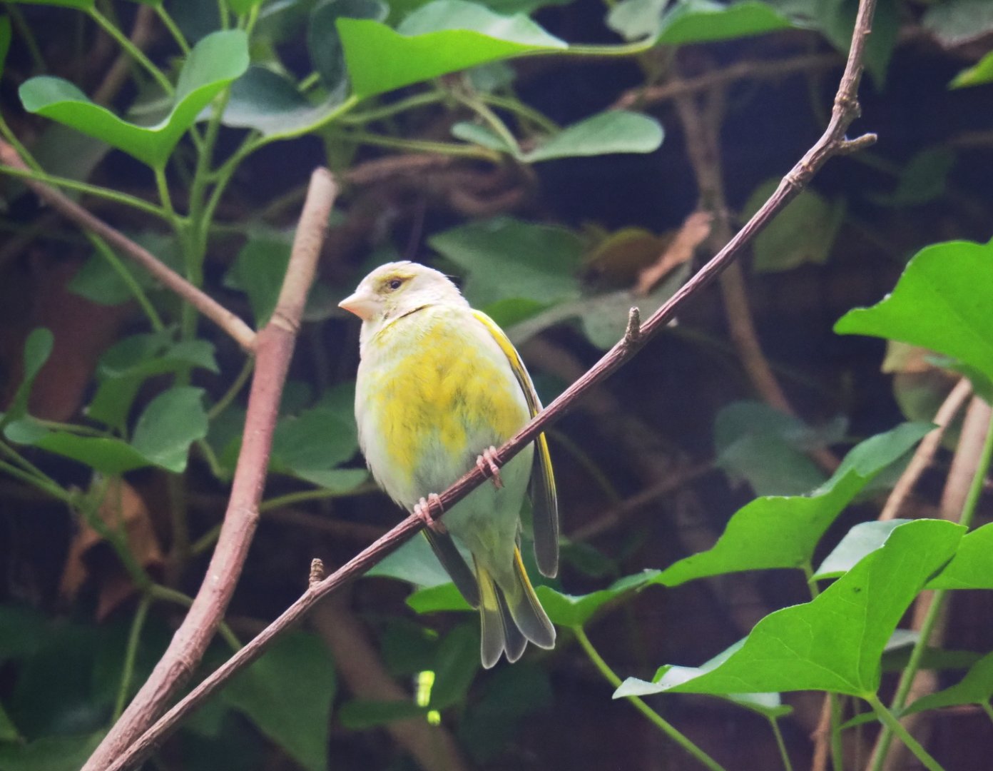 European greenfinch (Chloris chloris), 2019-07-21
