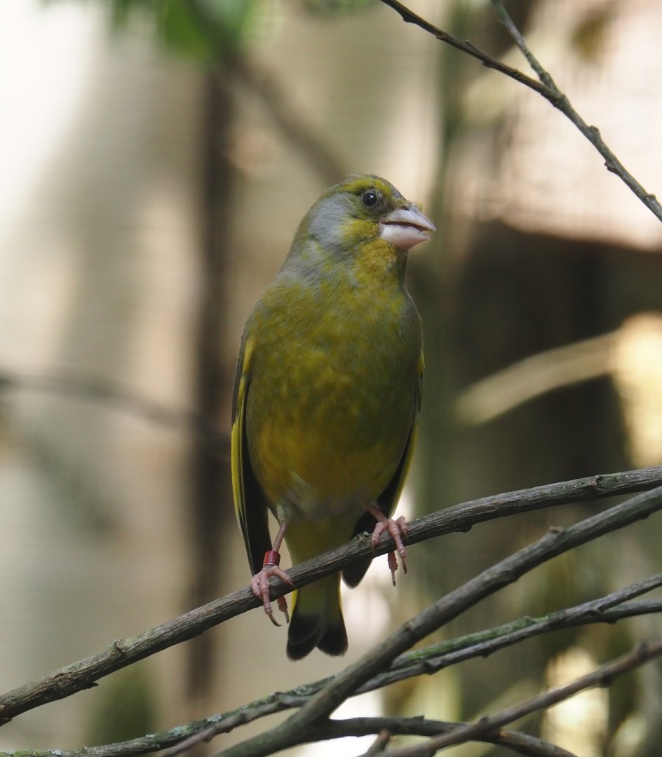 European greenfinch (Chloris chloris), 2024-05-21