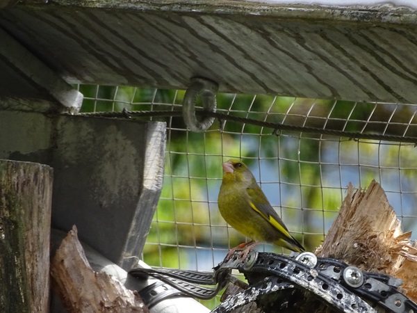 European greenfinch (Chloris chloris)
