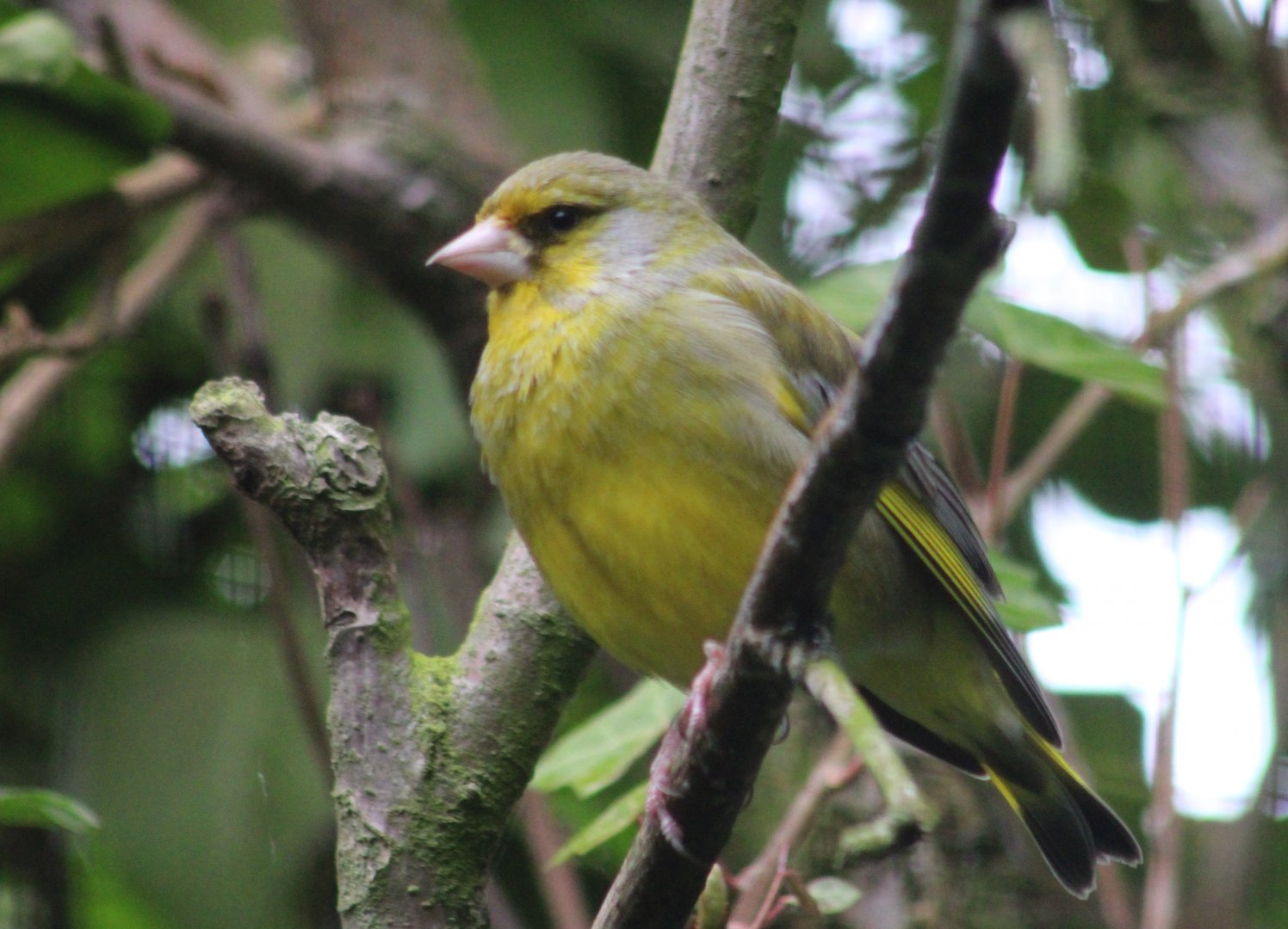 European greenfinch - male