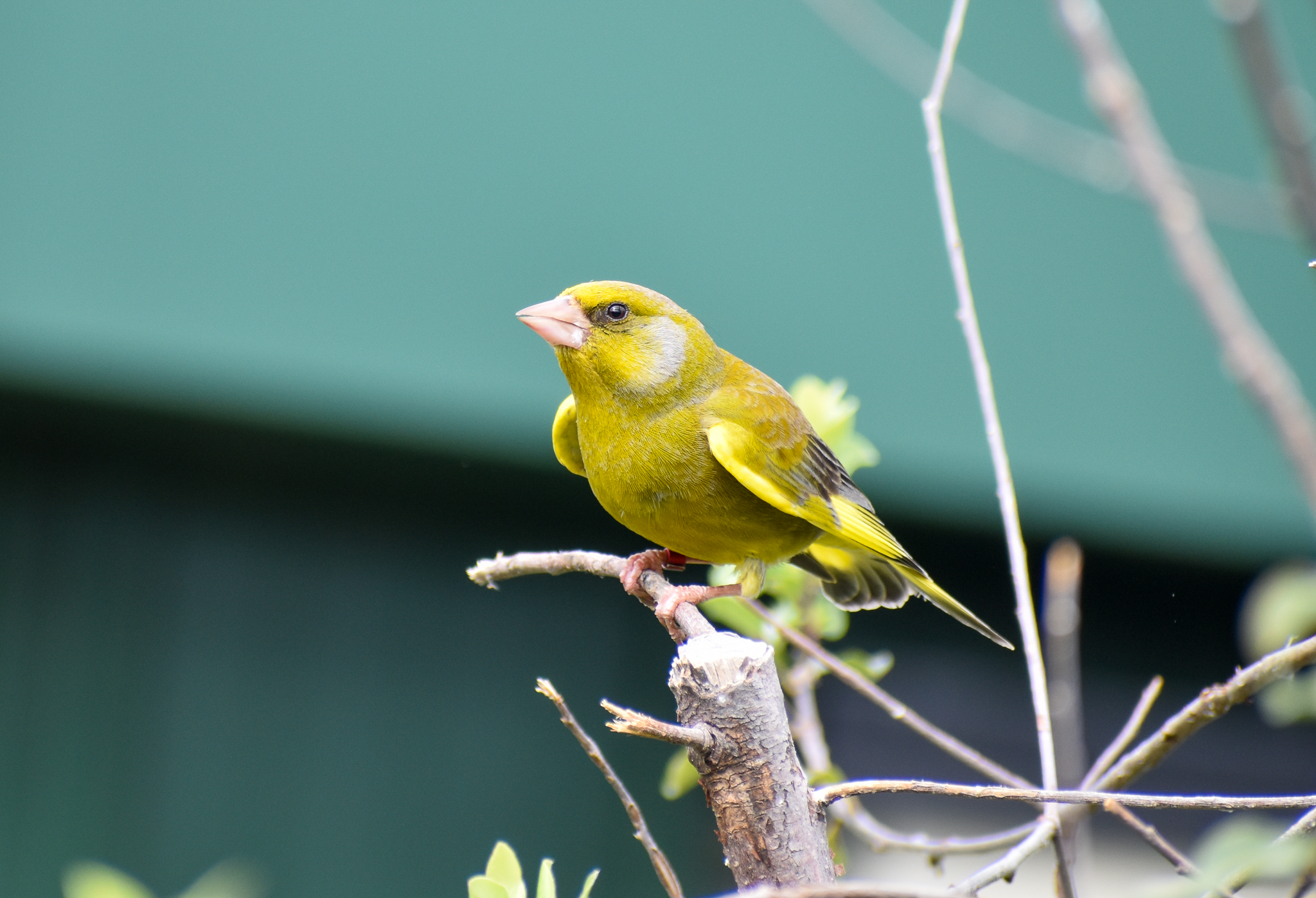 European Greenfinch