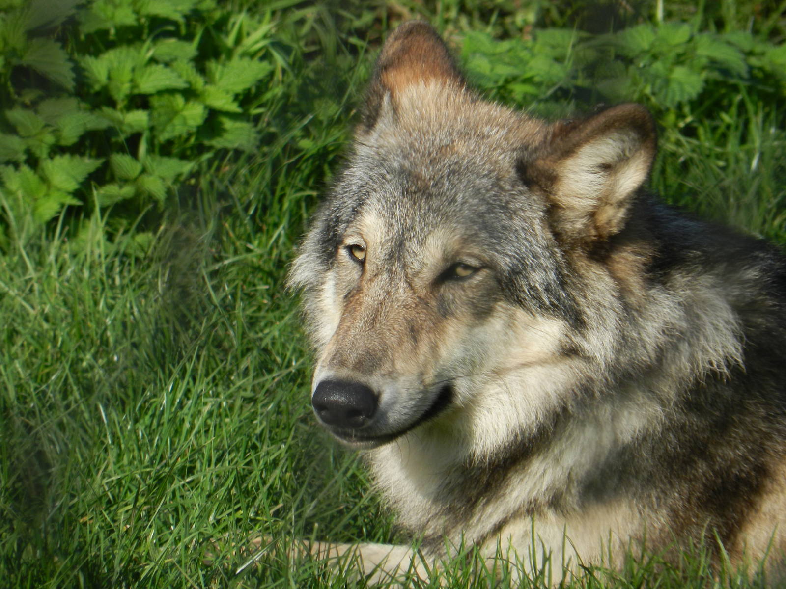 European Grey Wolf 26/10/2015