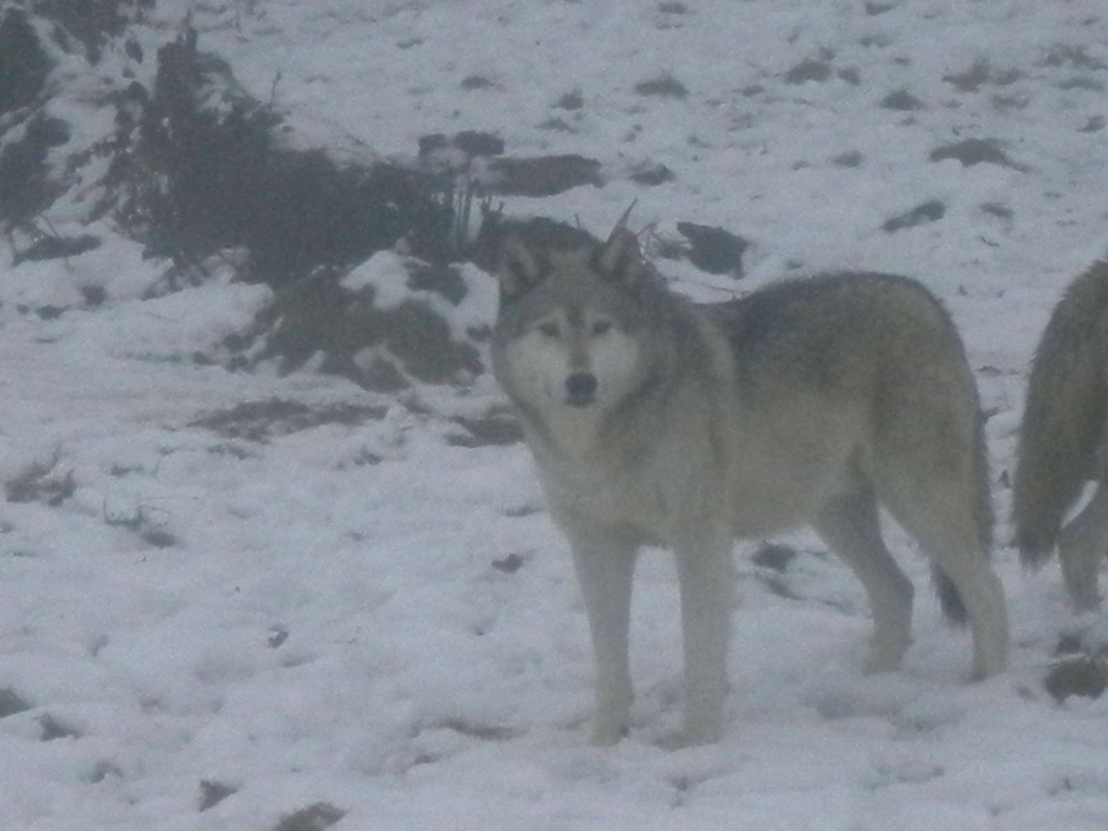 European grey Wolf-27/12/10