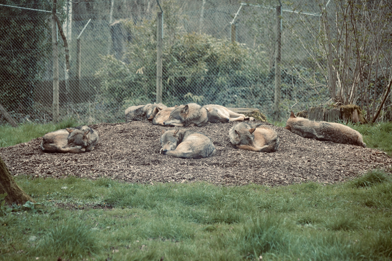 European Grey Wolf - April 2023