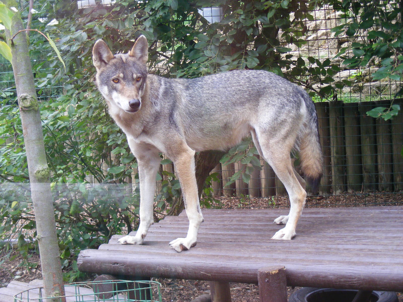 European grey wolf at Paradise Wildlife Park, 5 September 2010