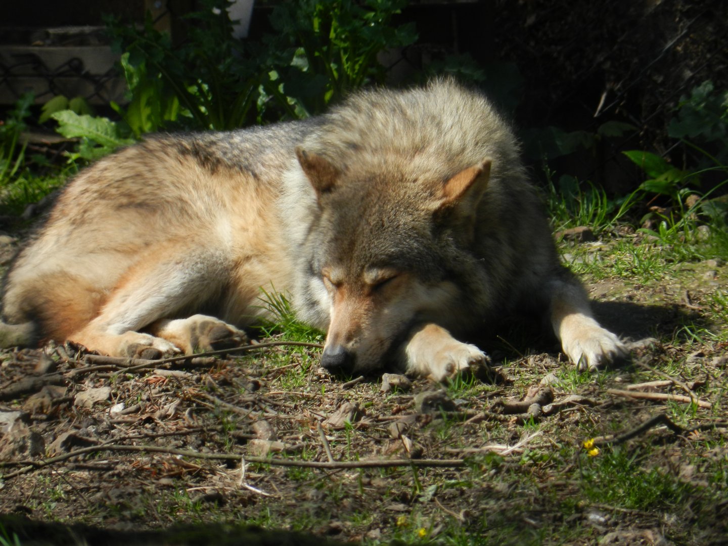 European Grey Wolf (Canis lupus lupus) at Howletts Wild Animal Park, England