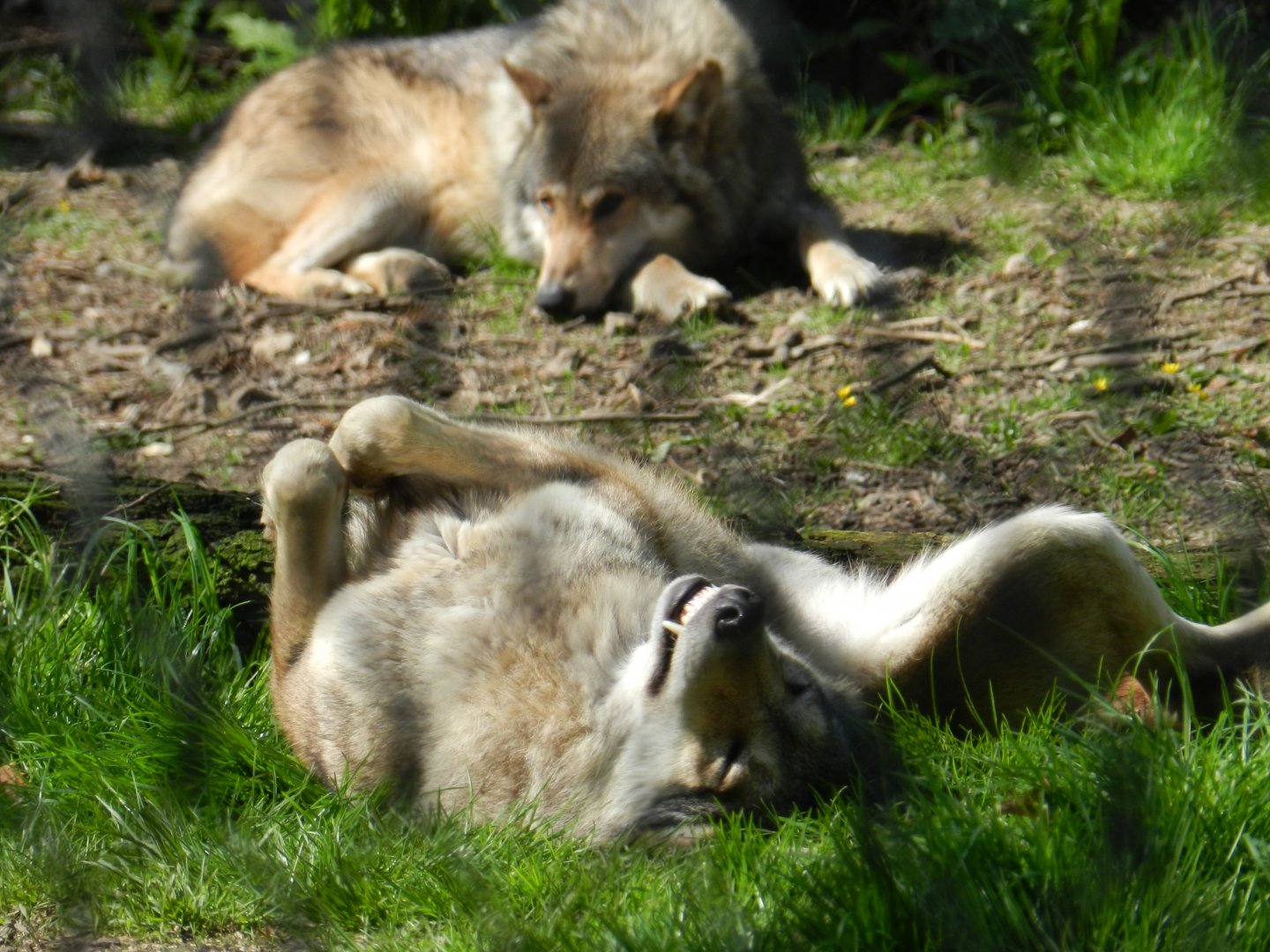 European Grey Wolf (Canis lupus lupus) at Howletts Wild Animal Park, England