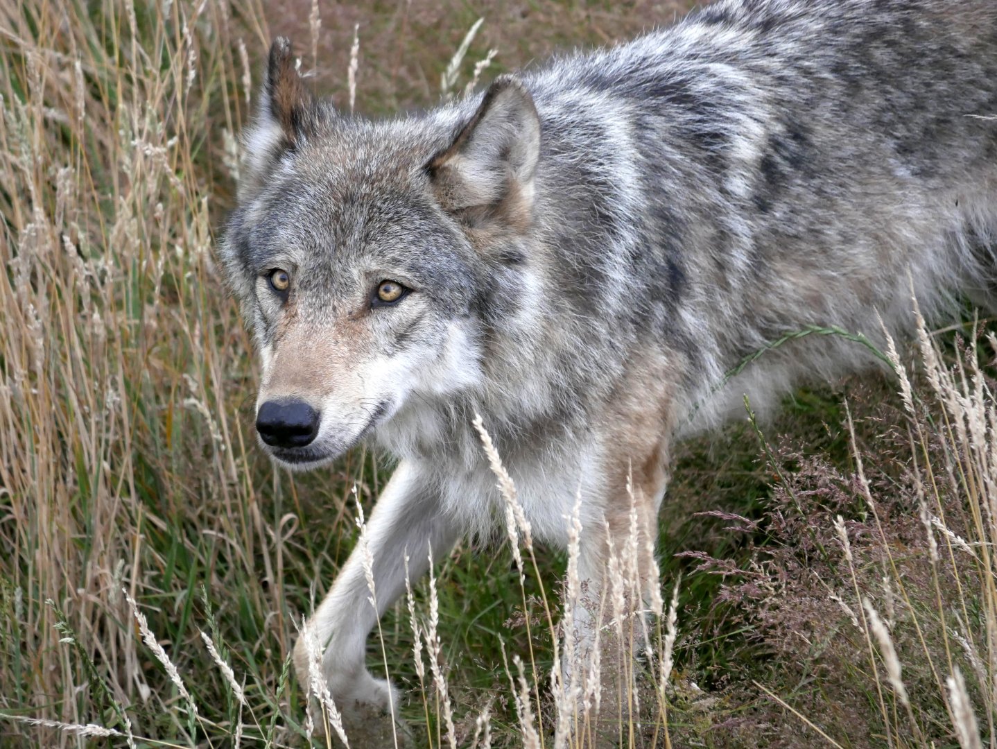 European grey wolf (Canis lupus lupus) - Legendia Parc