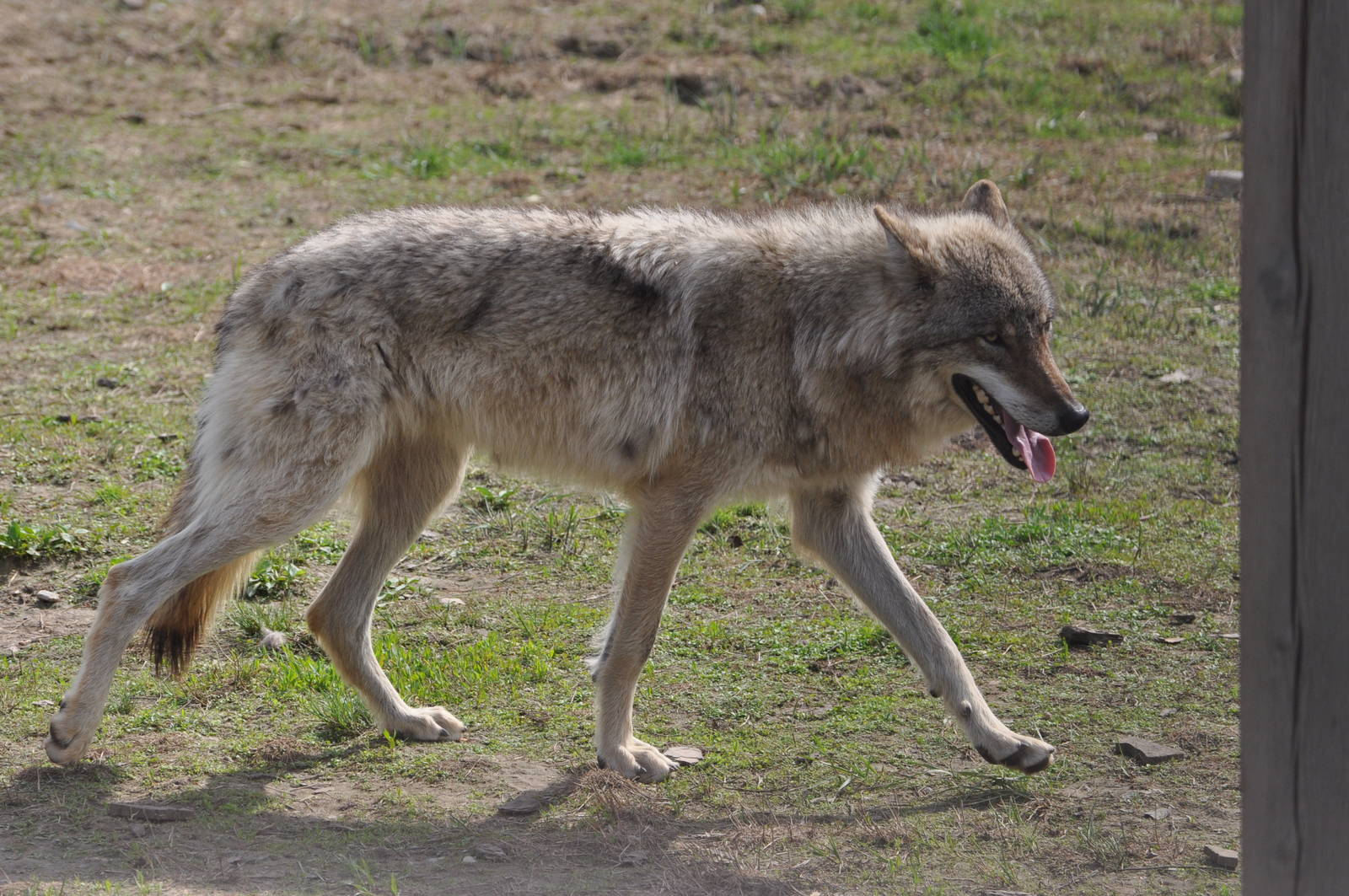 European grey wolf/ Canis lupus lupus