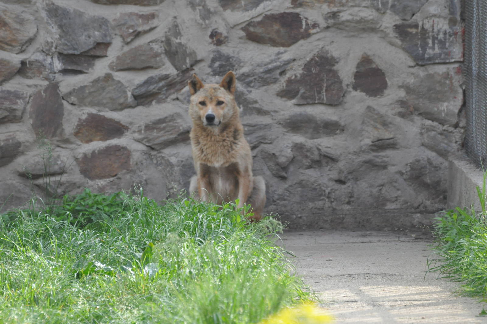 European grey wolf/ Canis lupus lupus
