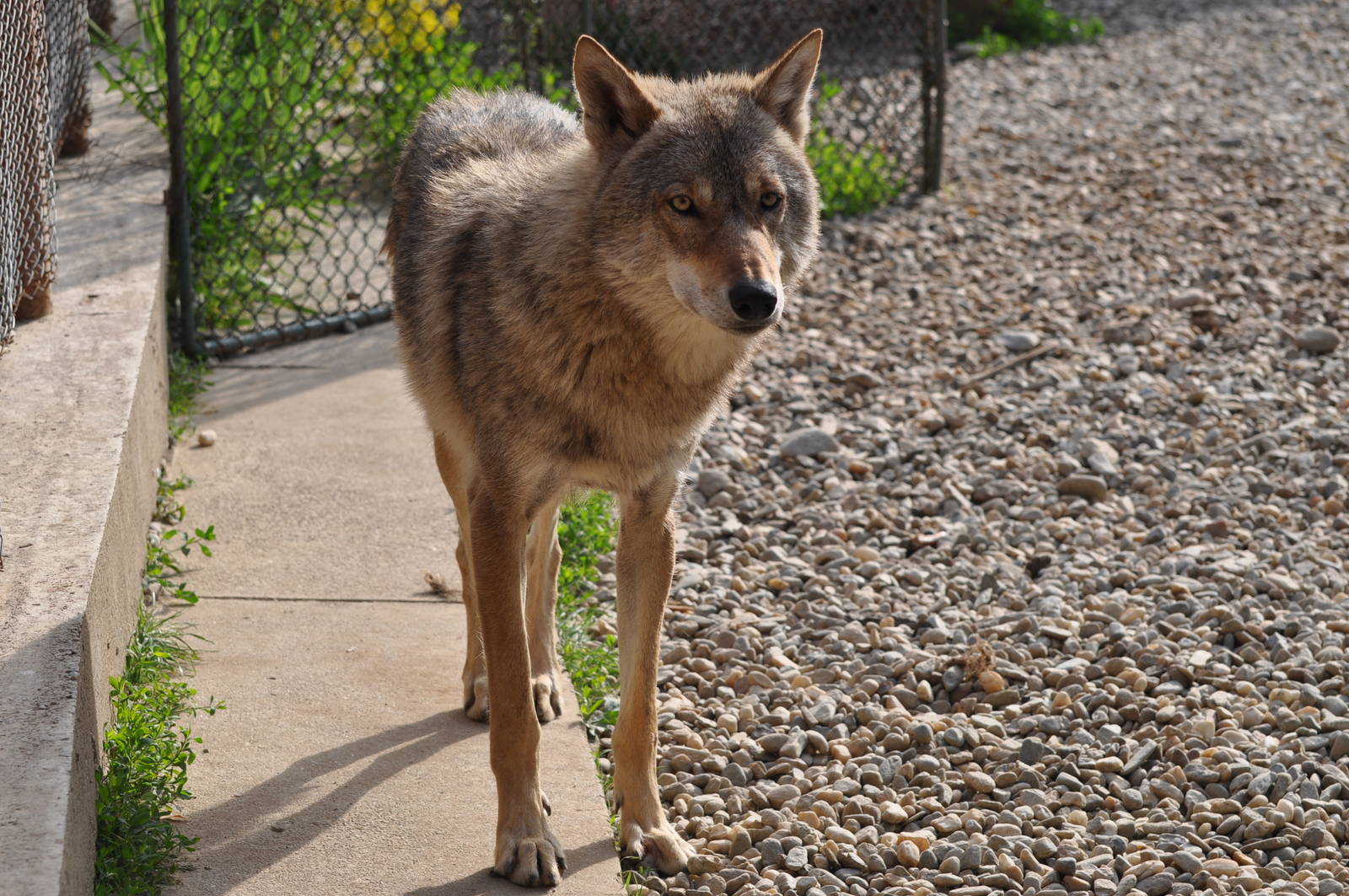 European grey wolf/ Canis lupus lupus