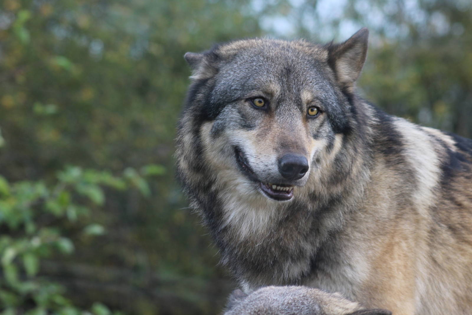 European grey wolf (Canis lupus lupus)