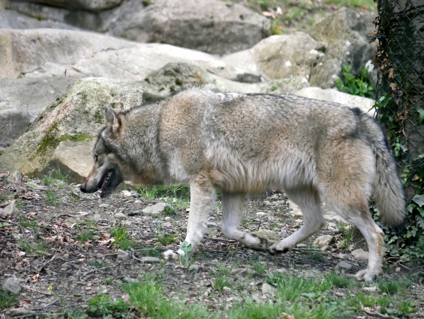 European grey wolf (Canis lupus lupus)