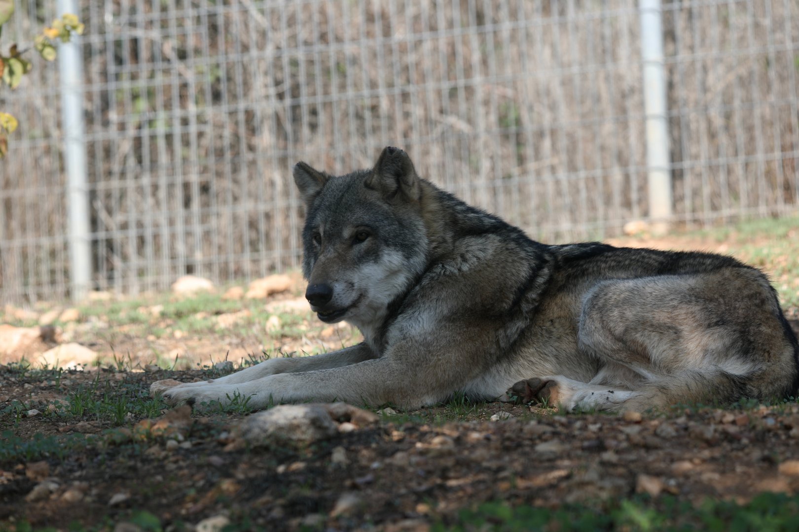 European grey wolf (Canis lupus lupus)