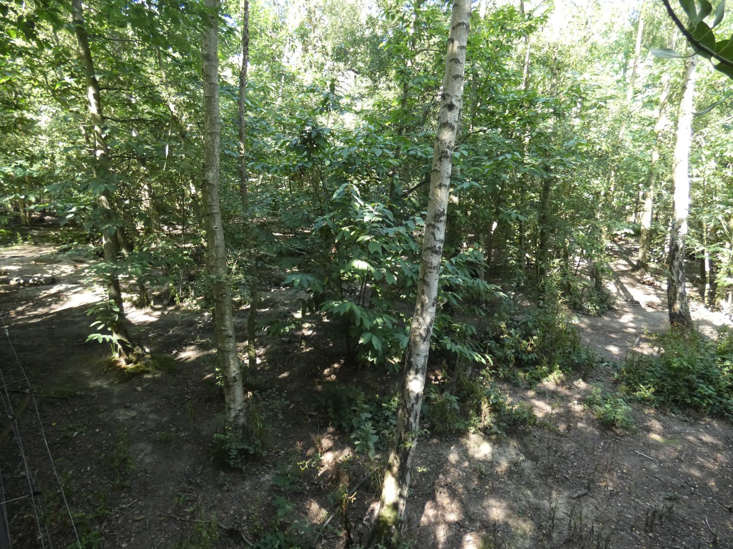 European Grey Wolf enclosure