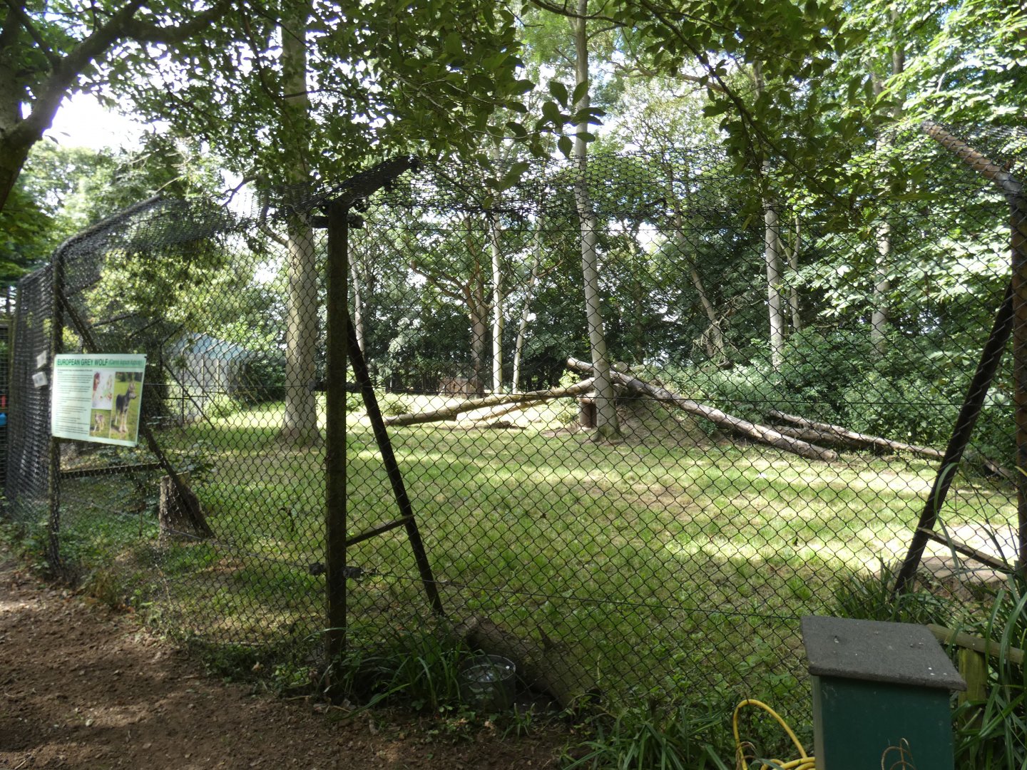 European Grey Wolf enclosure