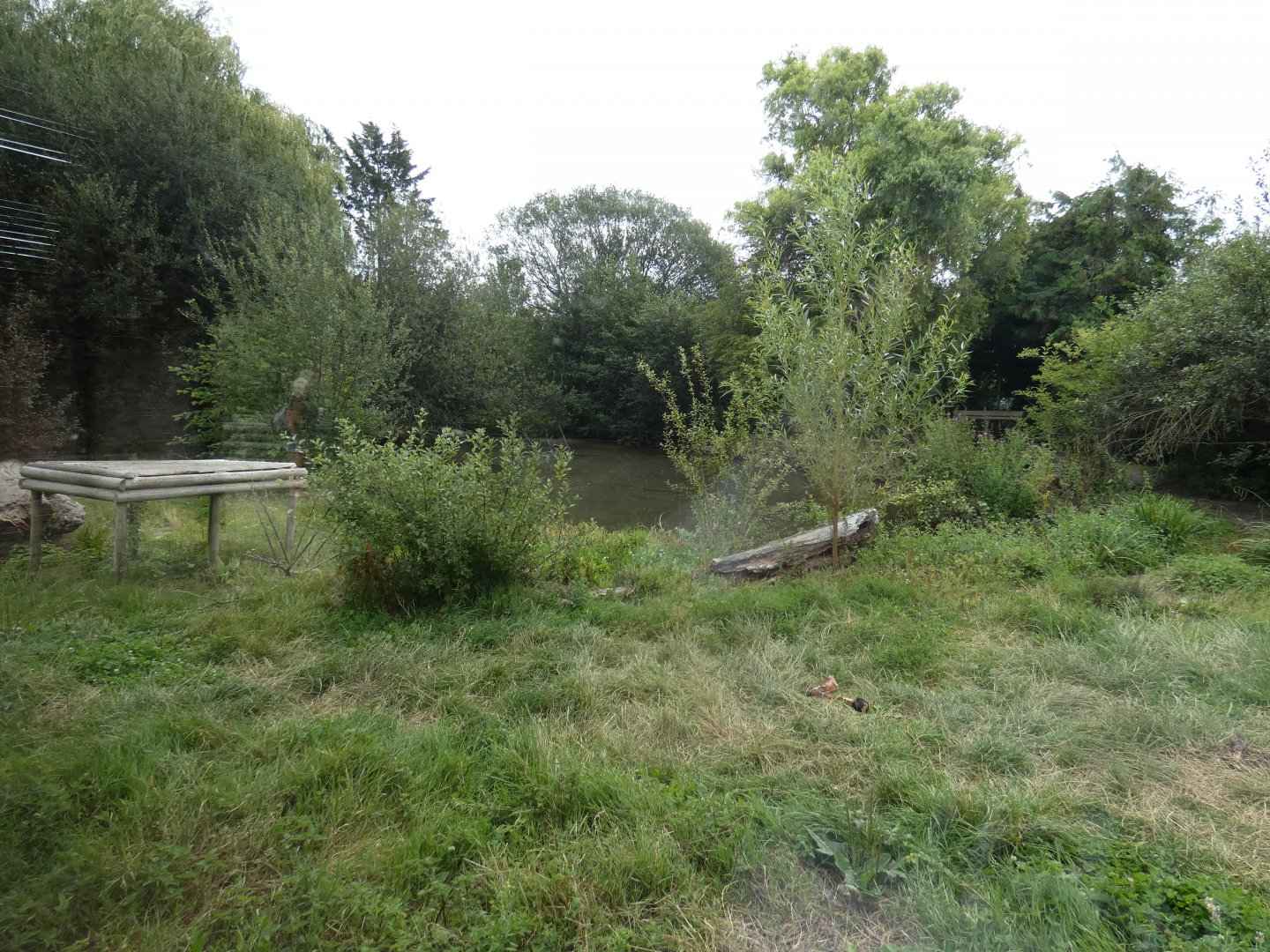 European Grey Wolf enclosure