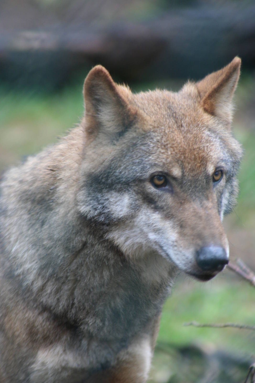 European Grey Wolf @ Highland Wildlife Park, 16.10.2012