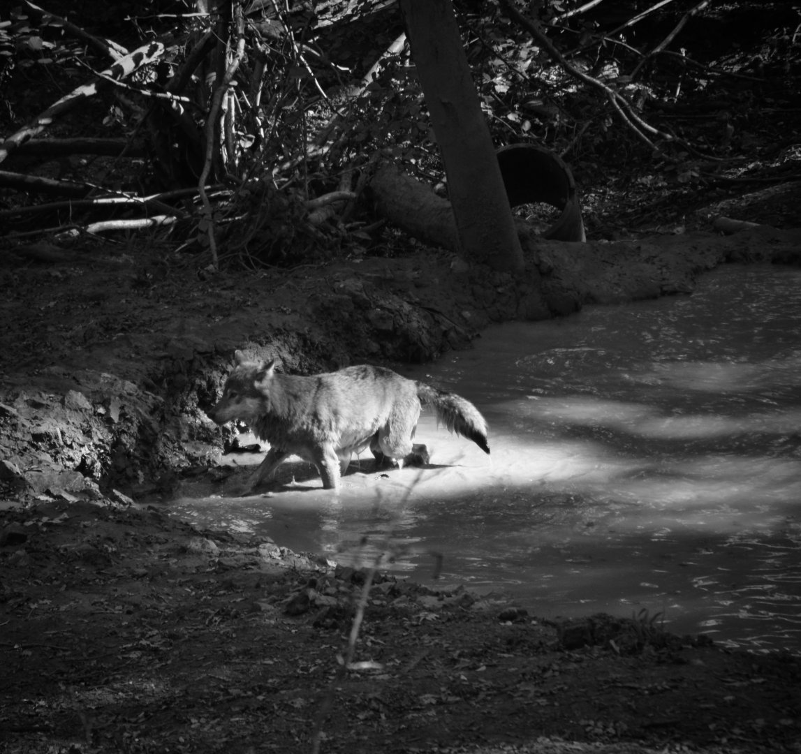 European Grey Wolf - September 2020