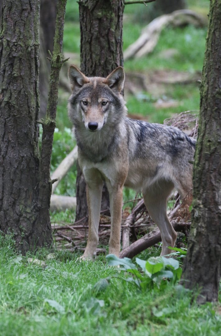European Grey Wolf