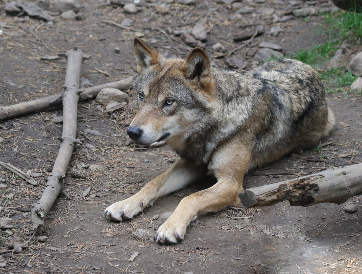 European Grey Wolf