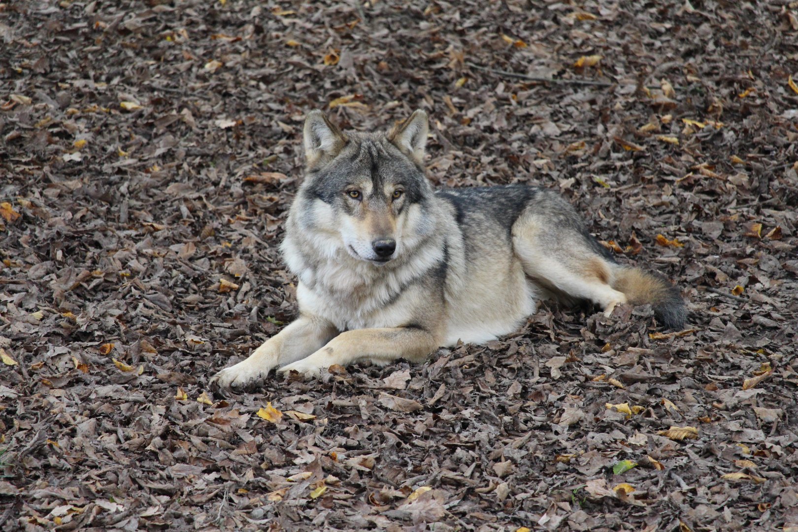 European grey wolf