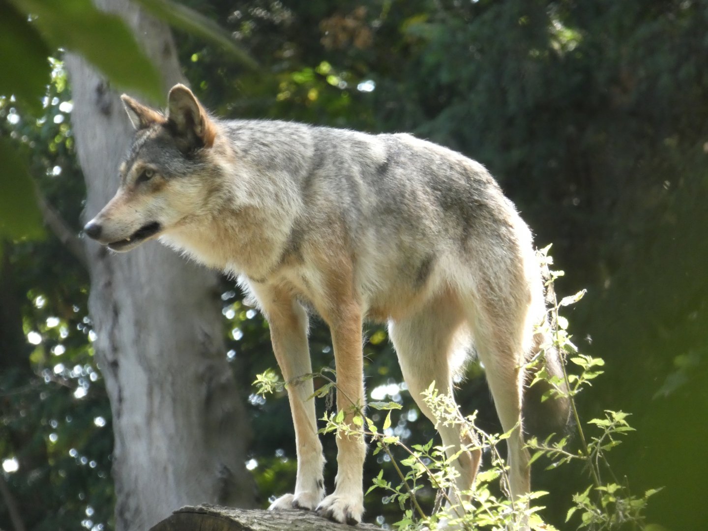 European Grey Wolf