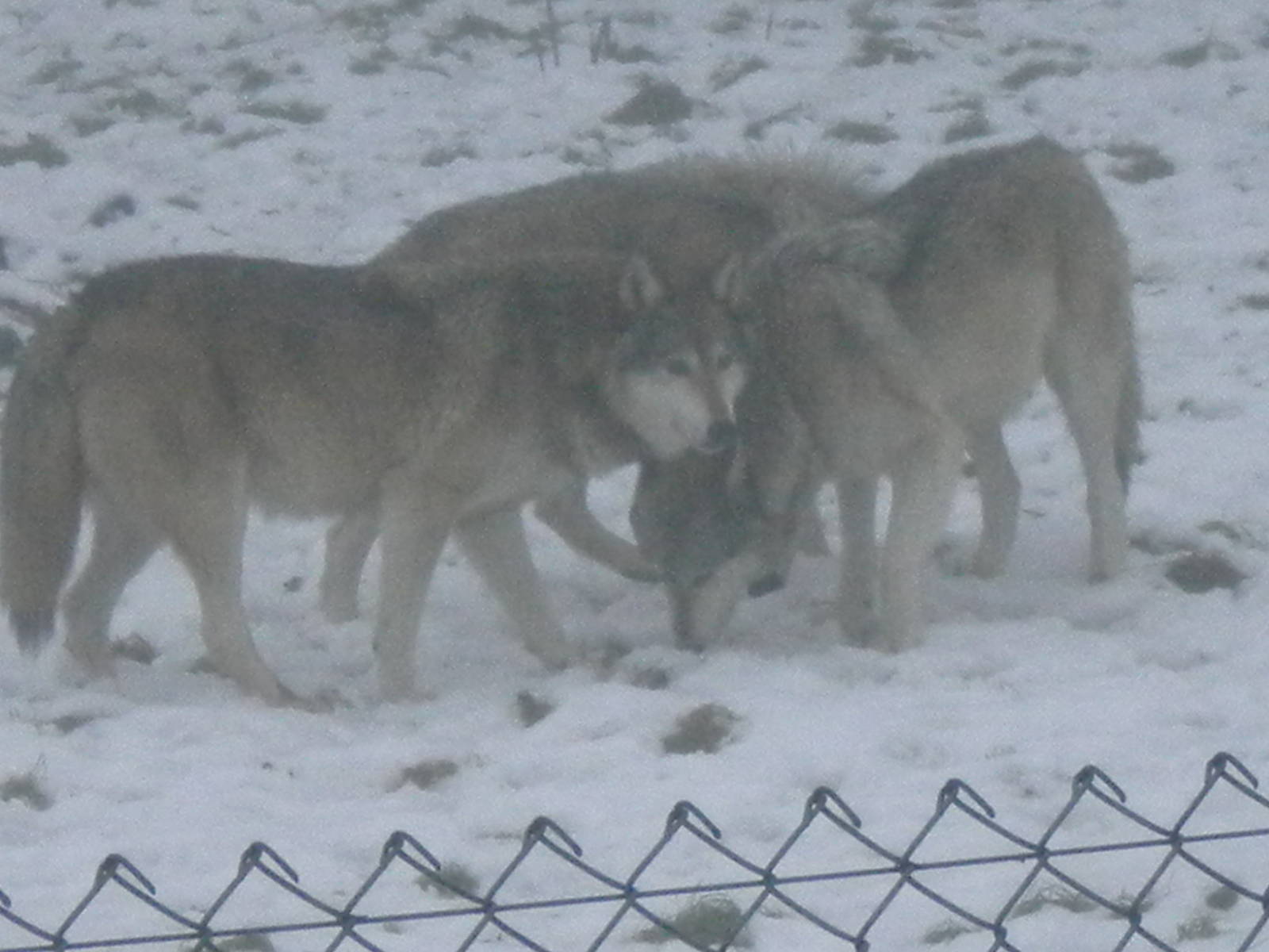 European grey Wolves-27/12/10