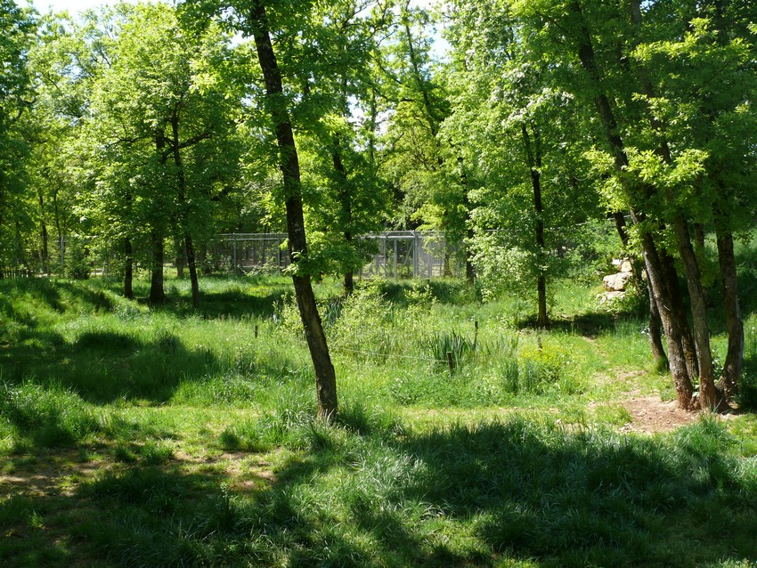 European grey wolves exhibit