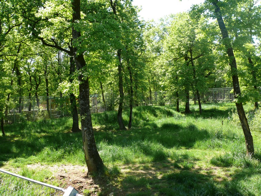 European grey wolves exhibit