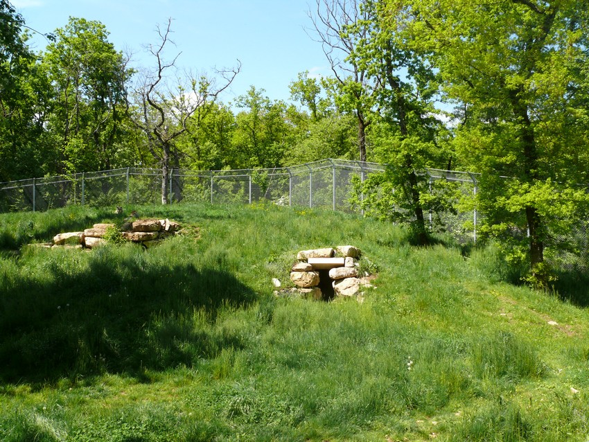 European grey wolves exhibit