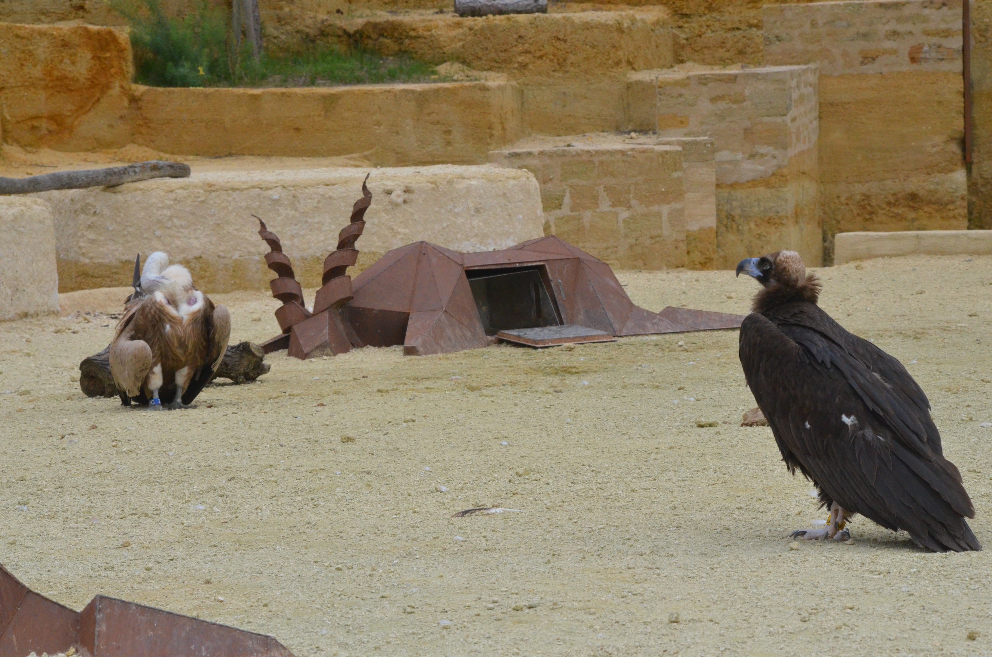 European Griffon and European Black Vultures at Doué-la-Fontaine, 15/06/18