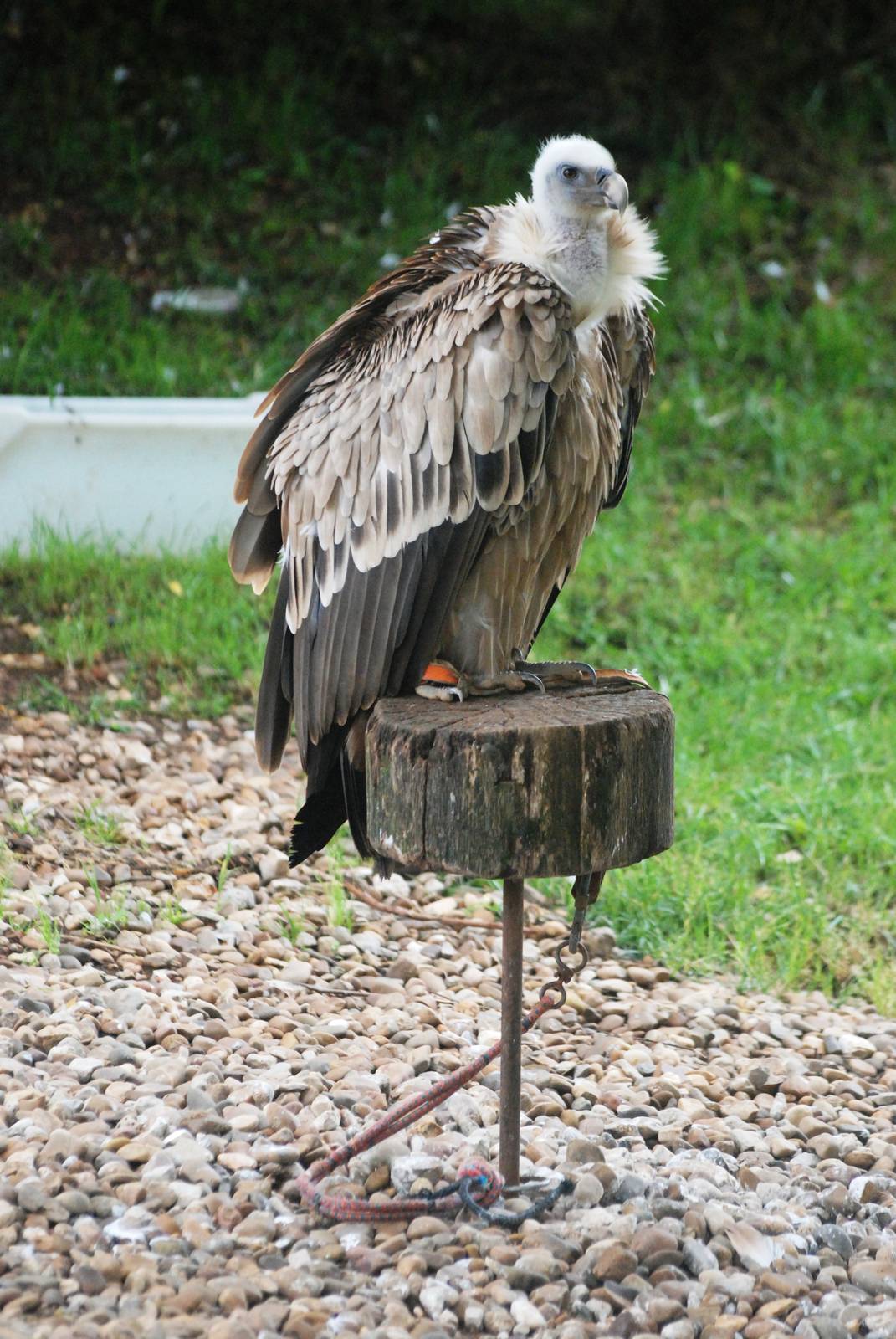 European Griffon Vulture at Cabarceno, 11/06/15
