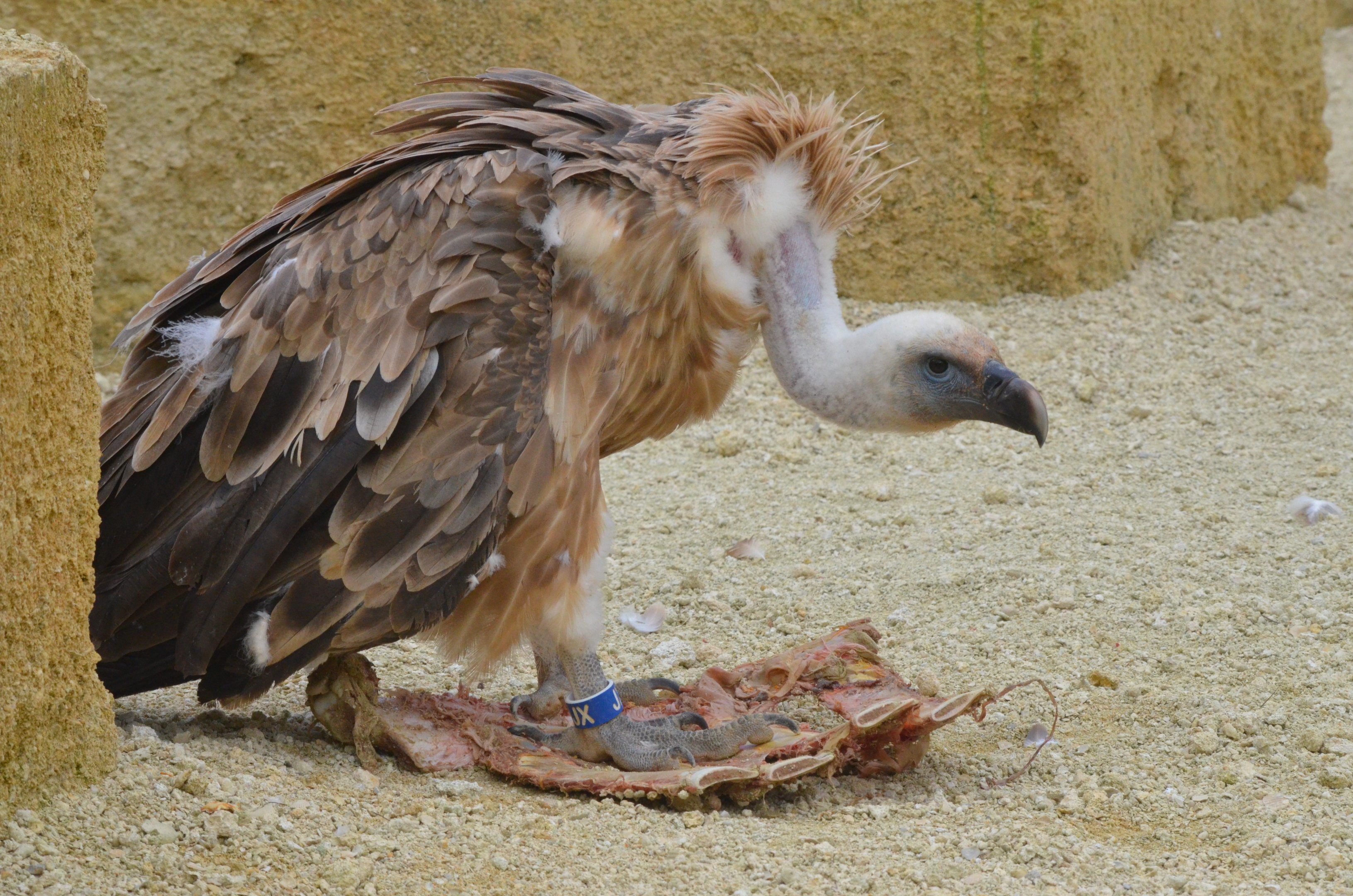 European Griffon Vulture at Doué-la-Fontaine, 15/06/18