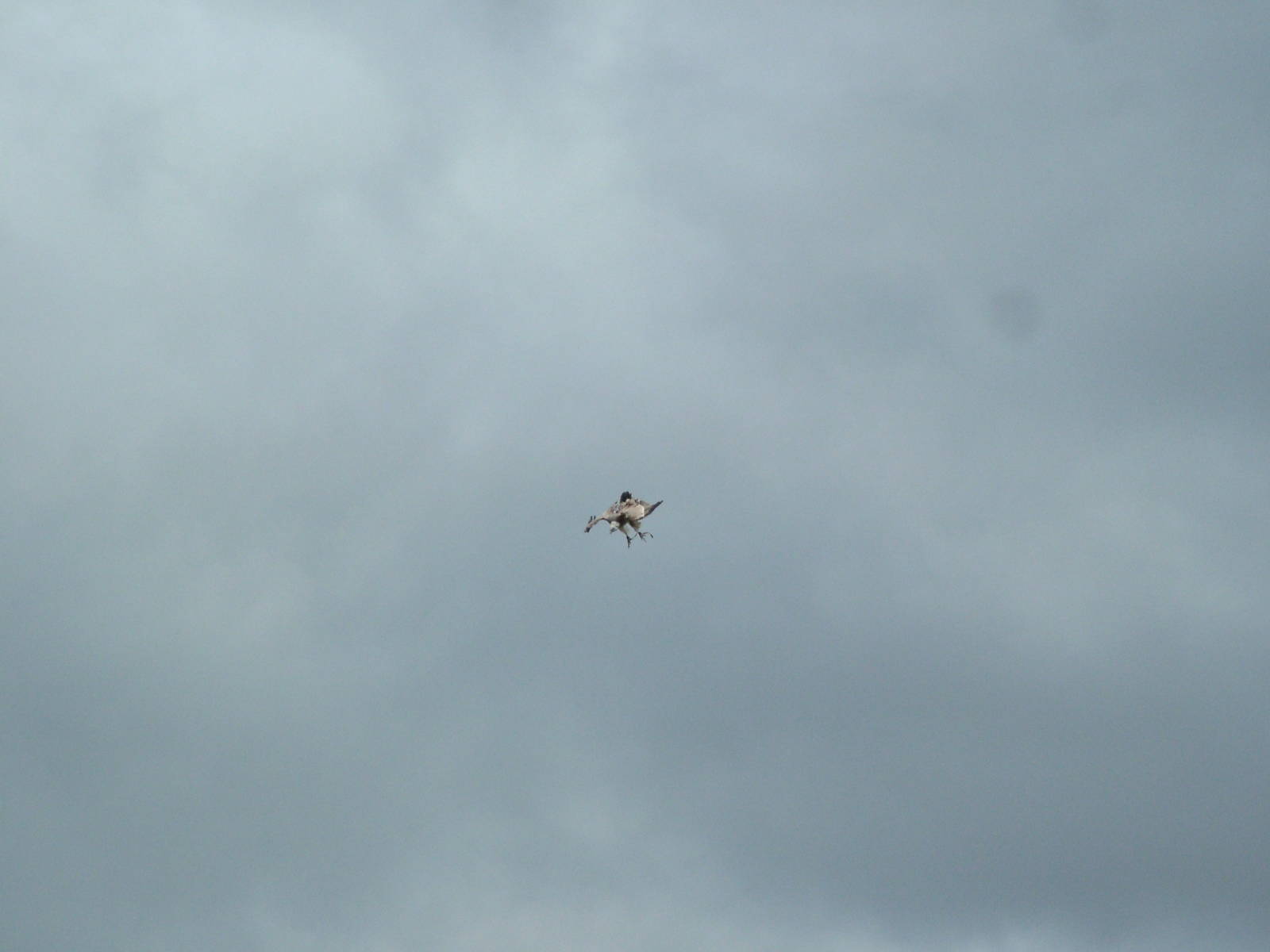 European Griffon Vulture: Bird Show at Jungle Park (Las Aguilas), 13/11/10