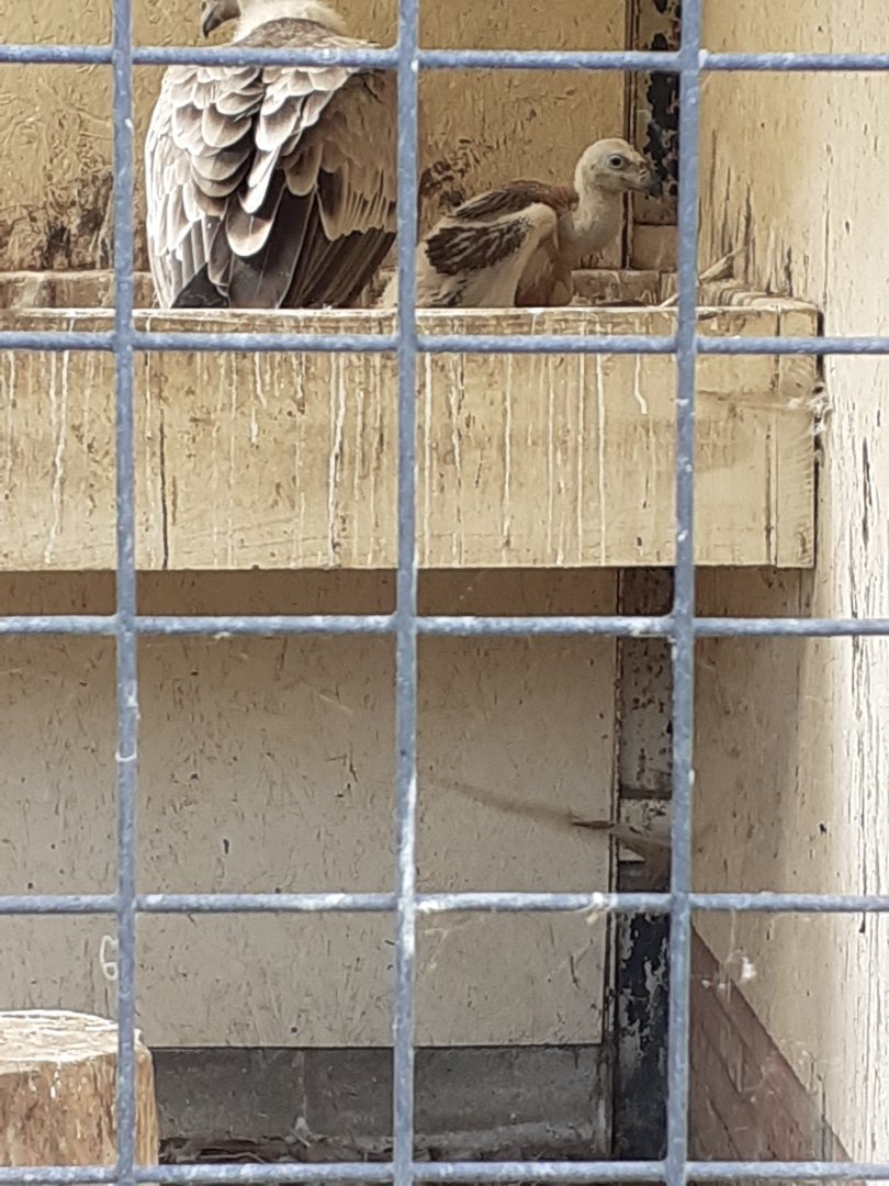 European griffon vulture chick