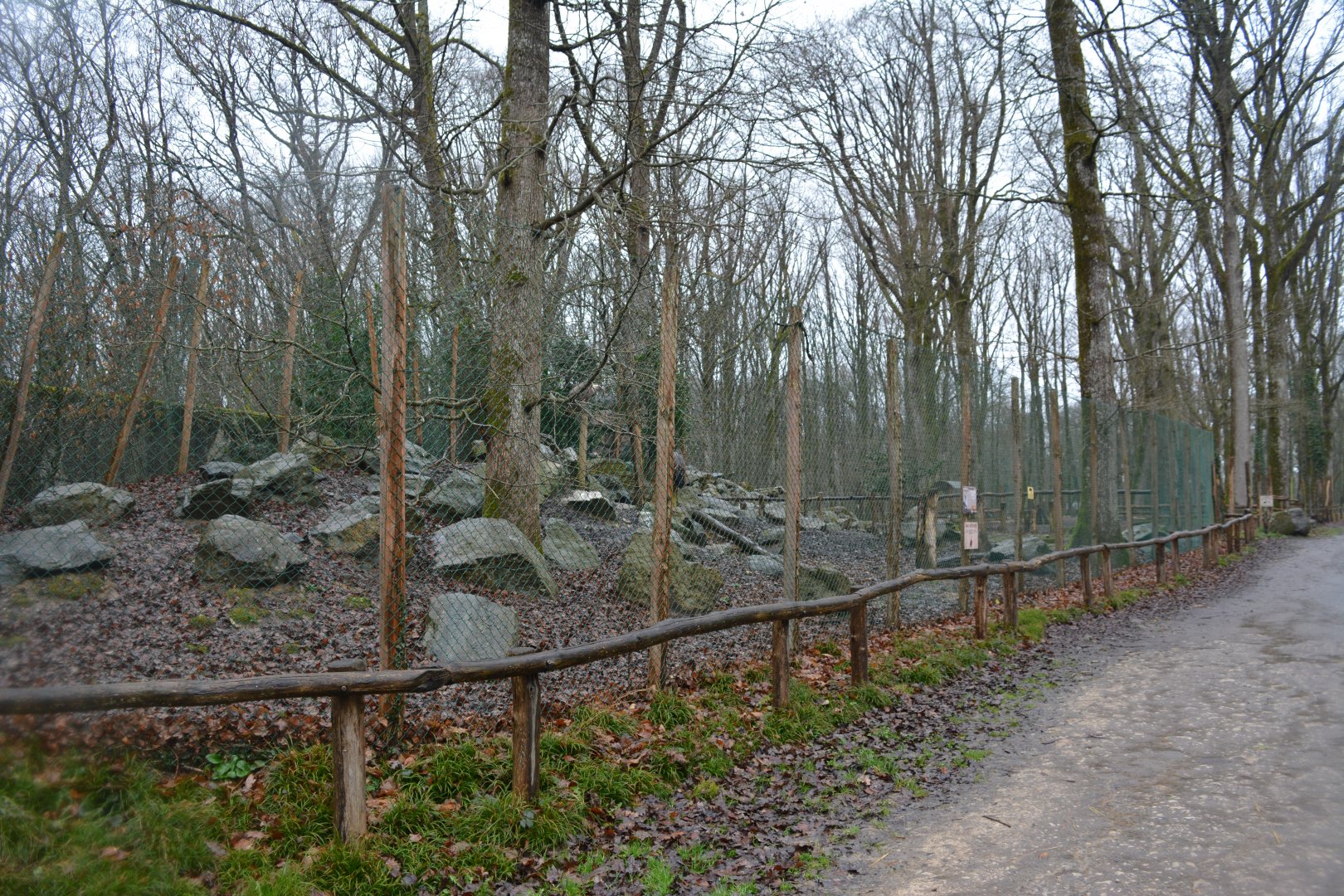 European Griffon Vulture enclosure