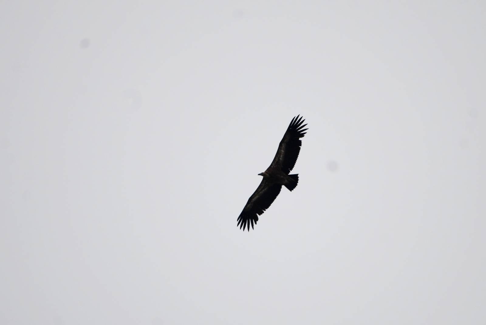 European Griffon Vulture in the Picos de Europa NP, 12/06/15