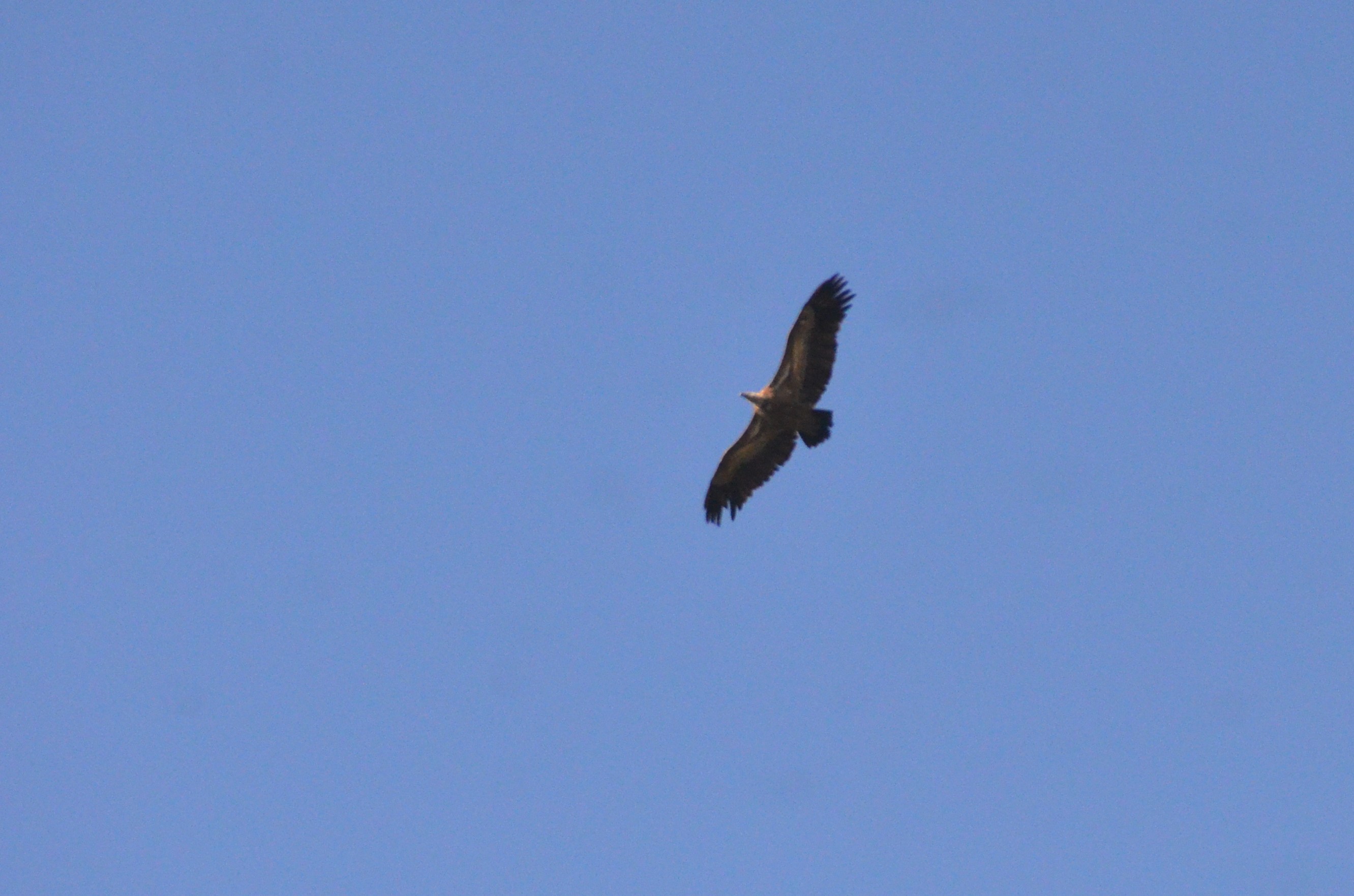 European Griffon Vulture near El Chorro, 14/03/19