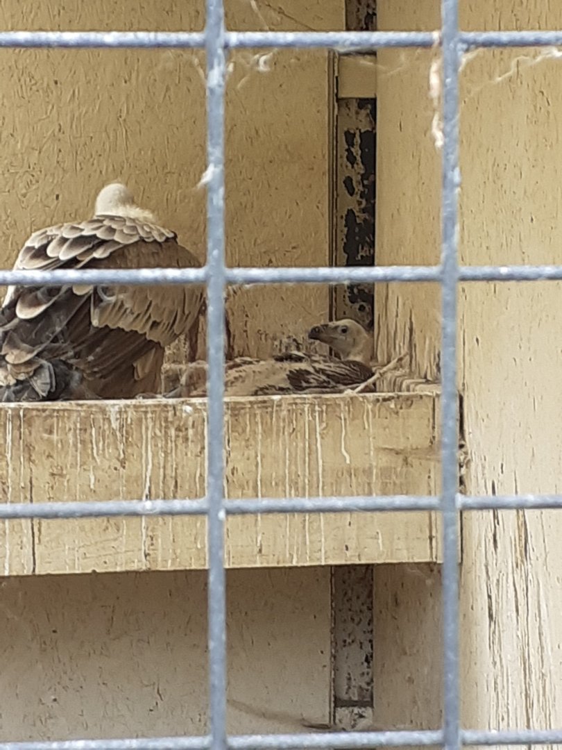 European griffon vulture with chick
