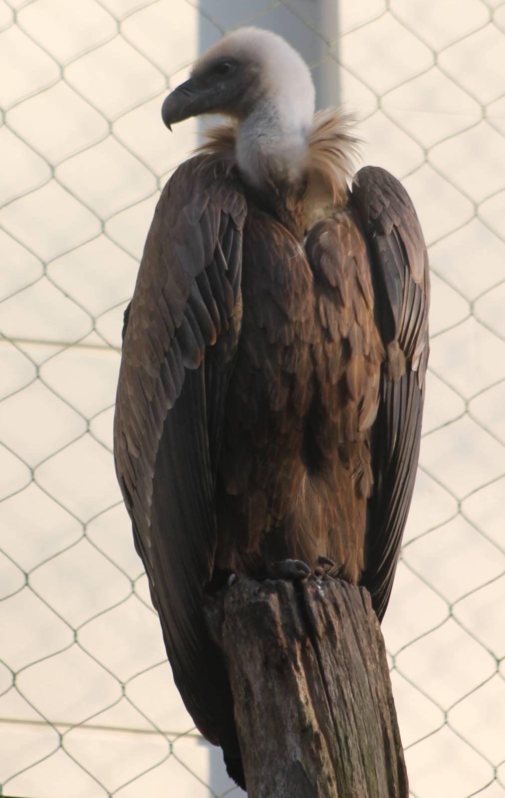 European griffon vulture