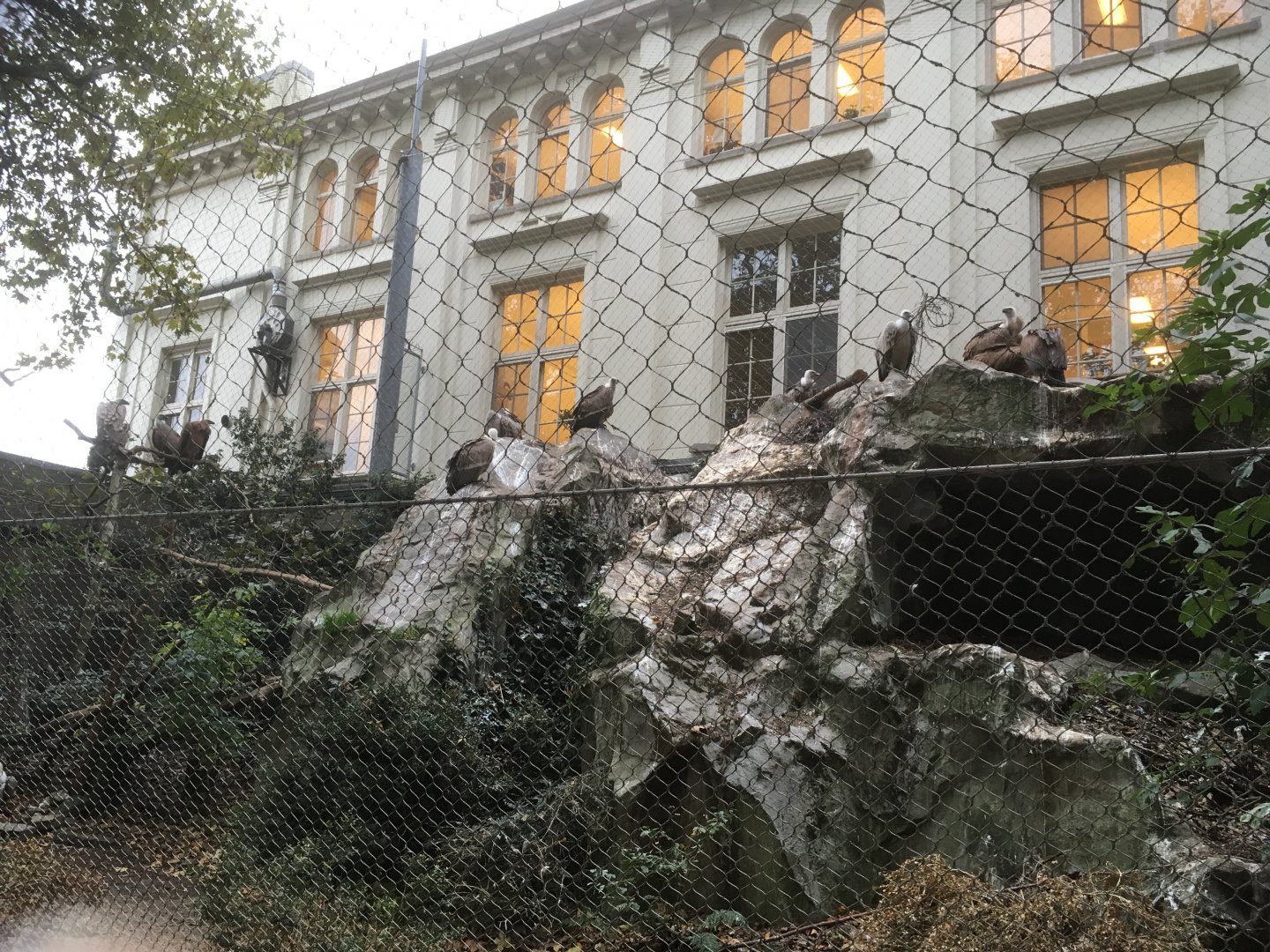 European griffon vulture