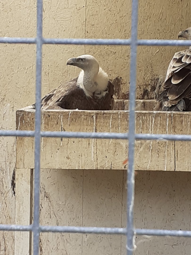 European griffon vulture