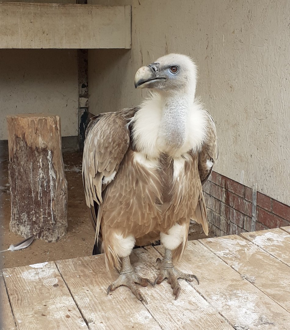 European Griffon vulture