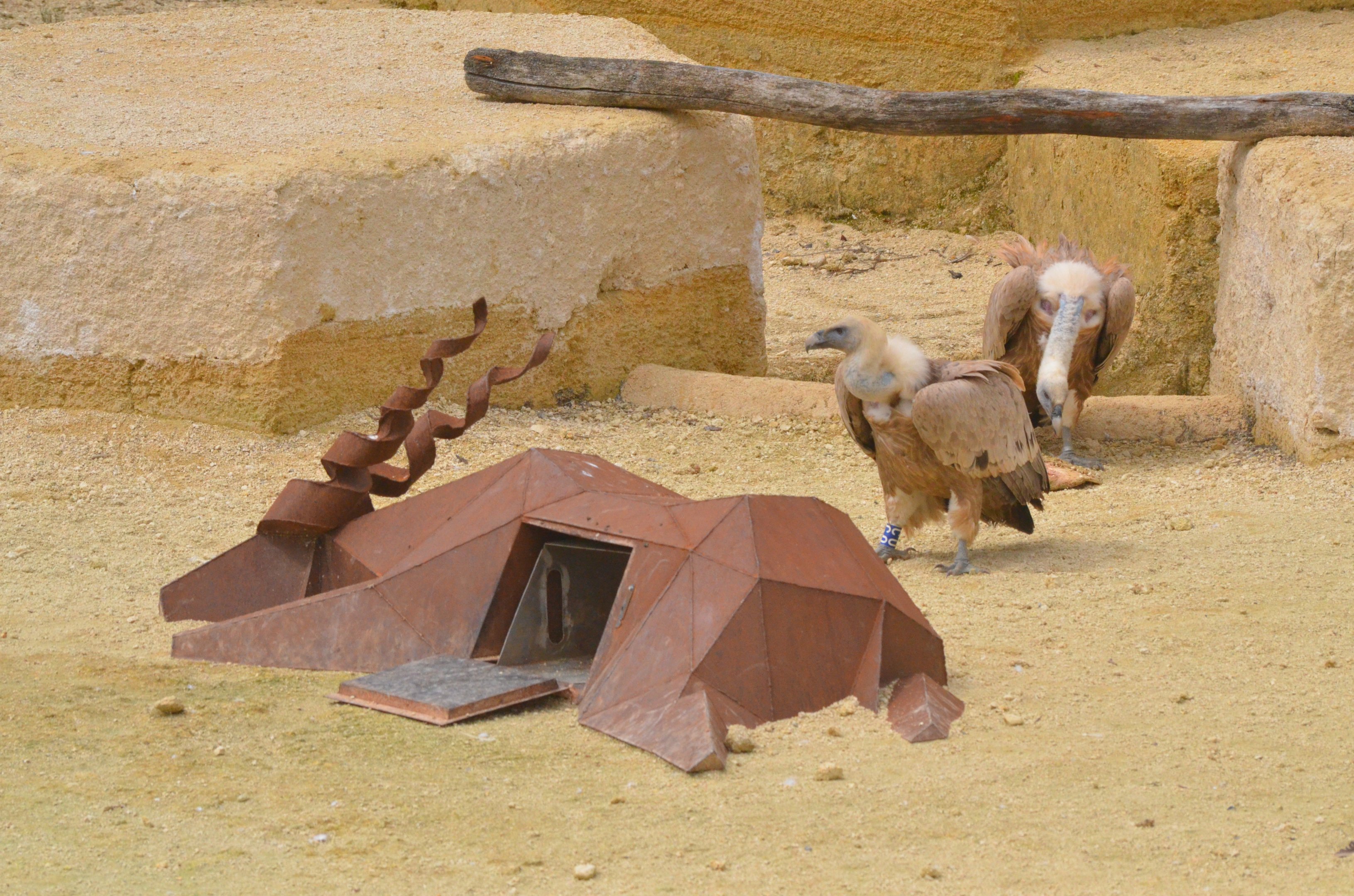 European Griffon Vultures at Doué-la-Fontaine, 15/06/18