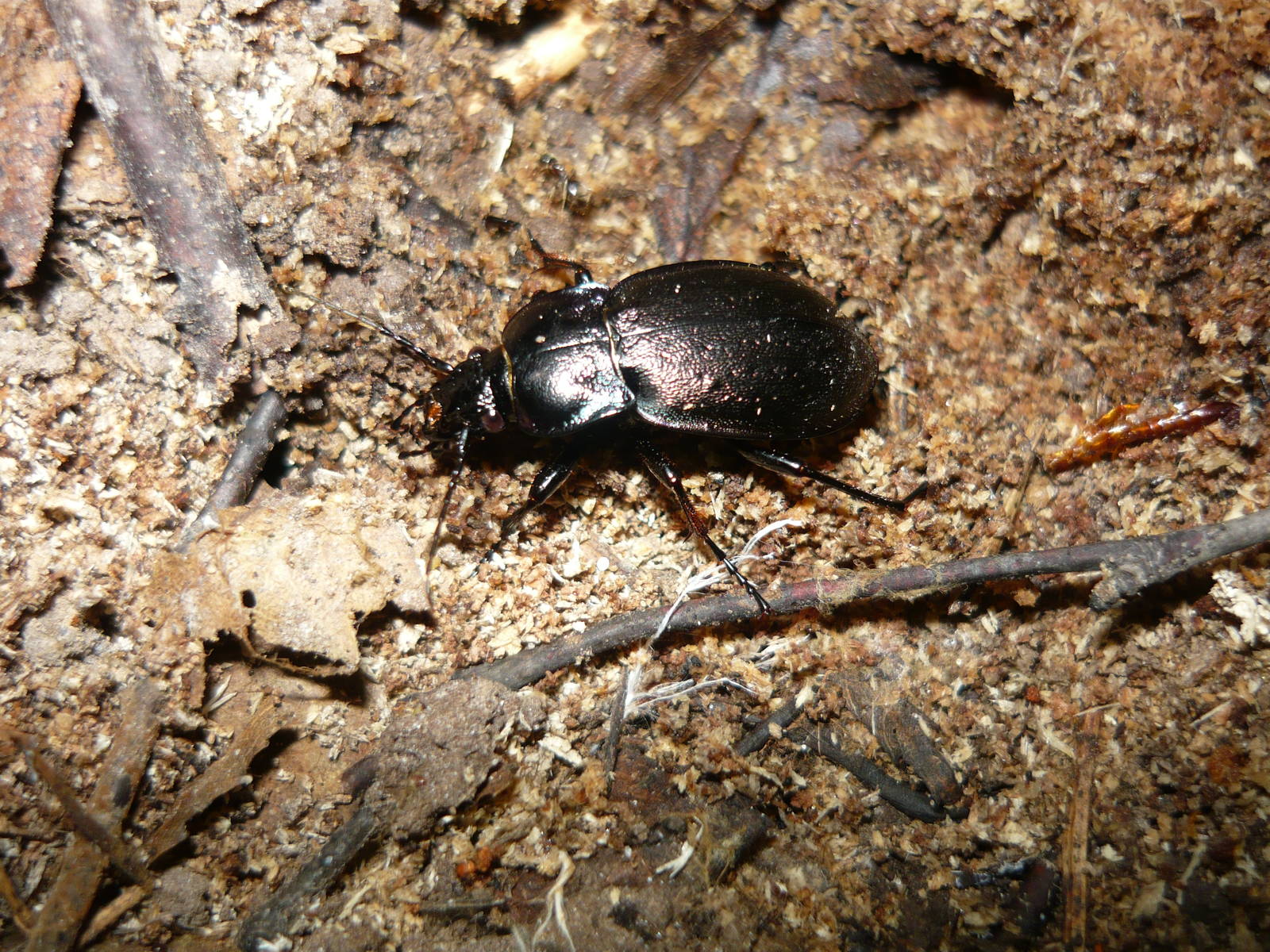 European ground beetle (Carabus nemoralis)